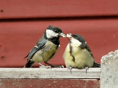 A2 g tit feeding baby