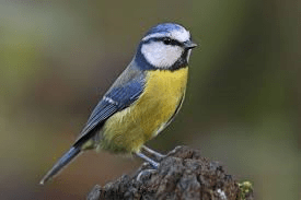 A5  blue tit