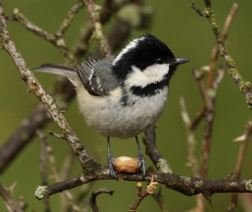 Coal_tit_UK09 wiki