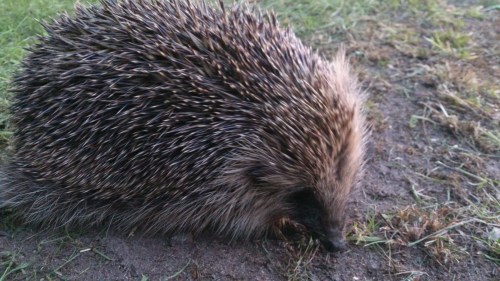 Hedgehog shropos