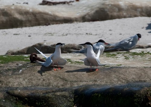 Roseate Tern-1b-06-11