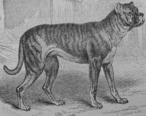 Bullenbeisser extinct ccccccccc