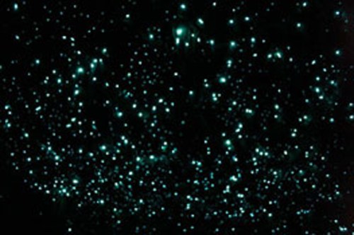 glowworms