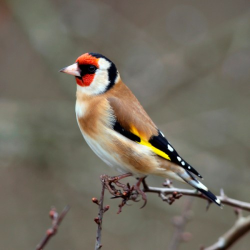 Goldfinch_x