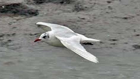 med gull