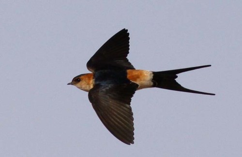 RED RUMP FLYING zzzzzzzzzzzzzzzzz