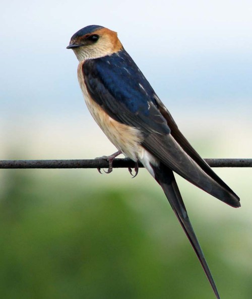 Red-rumped-Swallow WIRE xxxxxxxx