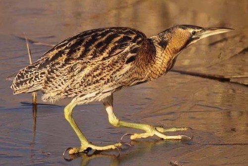bittern xxxxxx