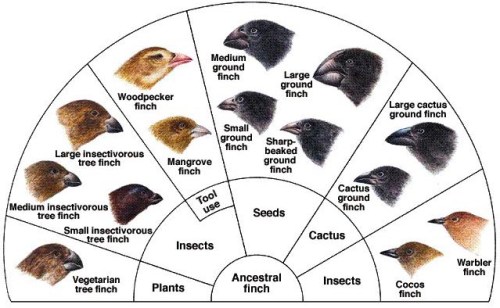 fich fanccccccccccccccccccccccccccc