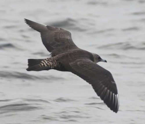 Pomarine Skua 4vvvvvvvvv