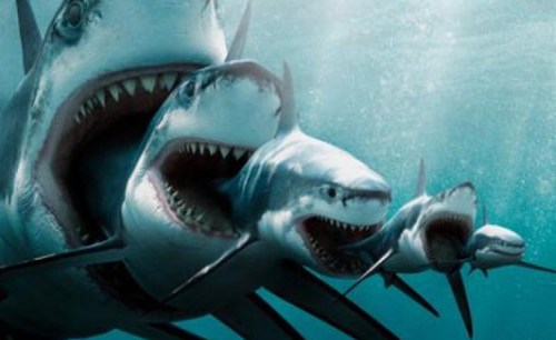 sharks xxxxxxxxxxxxxxxxxxxxxxxxxxxxxxx