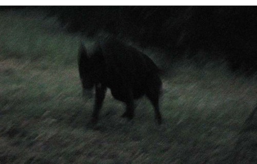 Black_Shuck_by_watchful_eye xxxxxxxx