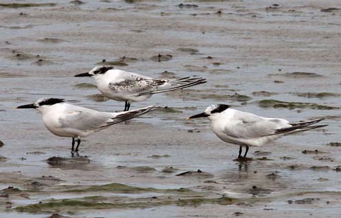 bp_sandwich_tern_zzzzz