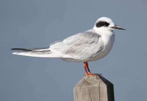 Forsters_Tern_Ixxxxxxxxxxx