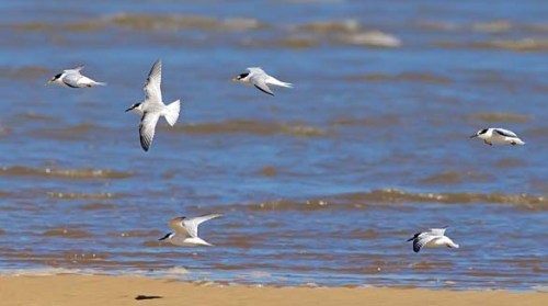 little terns xxxxxxxxx