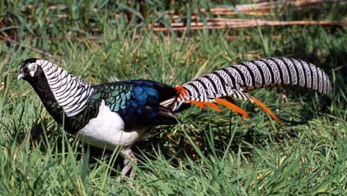 wild-ladyamherstspheasant-xxxxxxxx