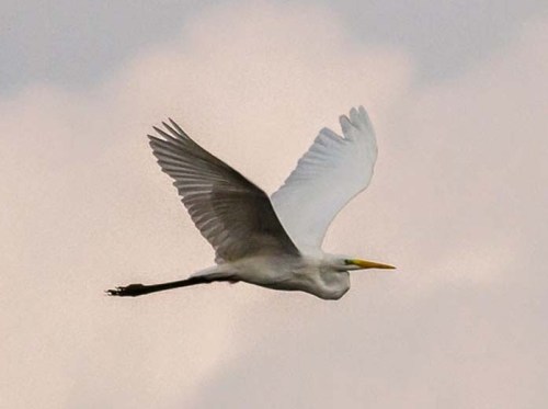 02343-Great-Egret-043xxxxxxxxxxx