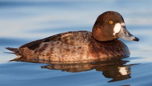 greater_scaup-hen-wave-xxxxxxx