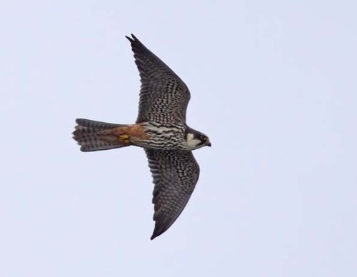 Hobby xxxxxxxxxxxxxxxxxxxxx