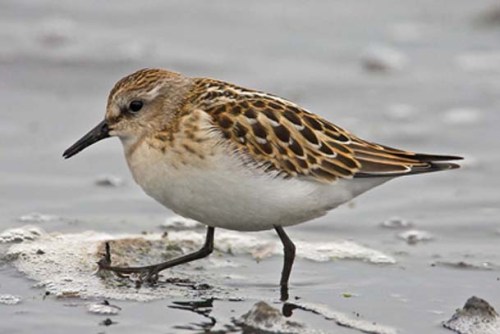 Little Stint1zzzzzzzzzzzzzzzzzzzzzzz