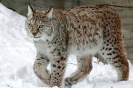 lynx a