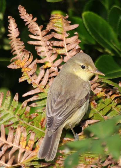 Melodious%20Warbler%zzzzzzzz