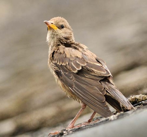 rc starling xxxxxxxxxx