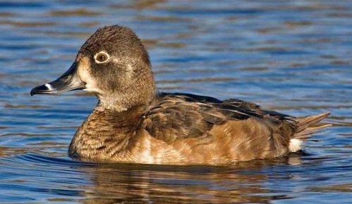 ring-necked-duck-fzzzzzzzzzz