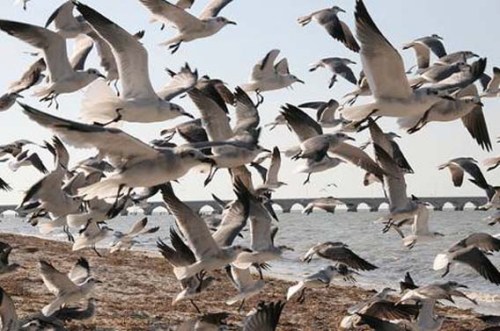 seagull-flock-jj zzzzzzzzzzz