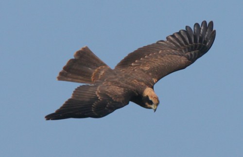 surf marsh harrier