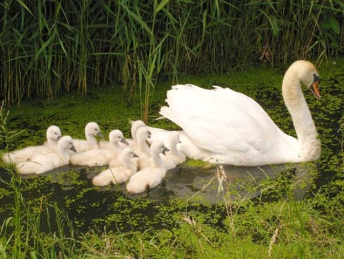 Swan_with_nine_cygnets_xxxxxxxxx