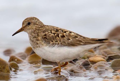 Temmincks_zzzzzzzzzzzzzzzzzzz