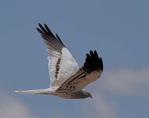 xxxxx montagus_Harrier_Serengeti_