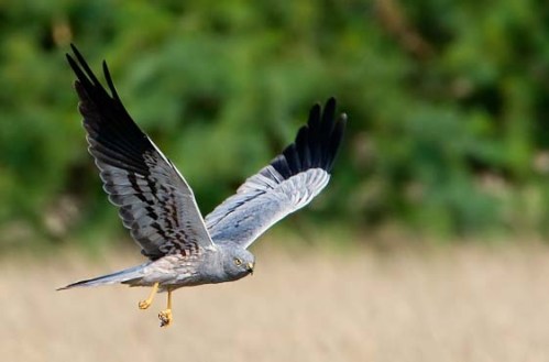 xxxxxxxxxxxxxxxx Montagu's_Harrier