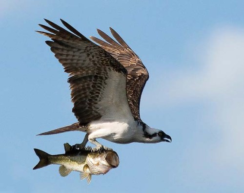 zzzzzzzzzzzzzz  osprey-with-bass
