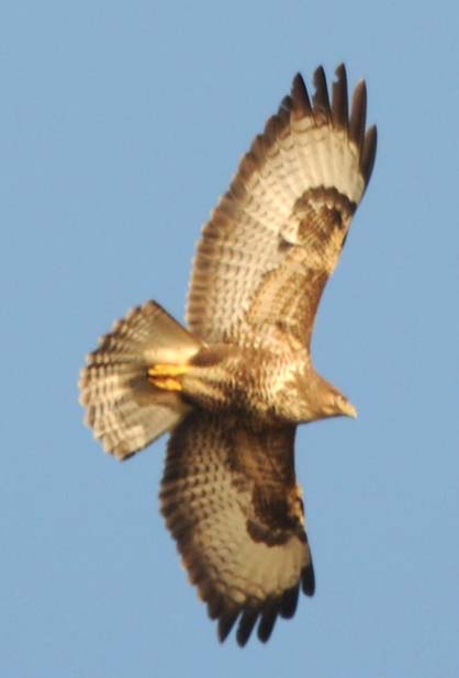 zzzzzzzzzzzzzzzz_Buzzard---Frisa