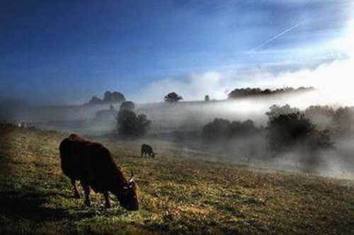 autumn mists zzzzzz