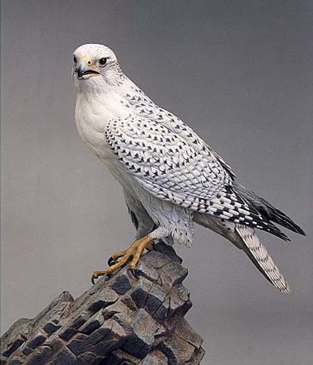 32_GYRFALCON stuffed zzzzzz