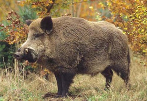 A wild boar in autumn forest