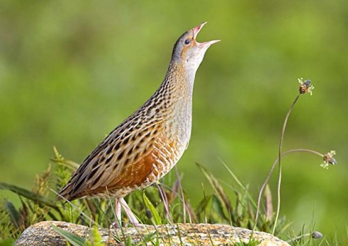 corcrake_30594 zzzzzzz