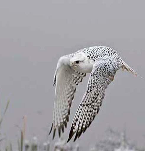 faucon-gerfaut-vol-tm3 zzzzzzz