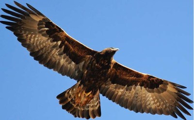 goldeneagle soaring zzzzzzzz