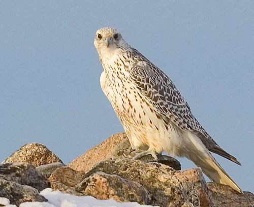 gyrr zzzzzzzzzzzzzzzz