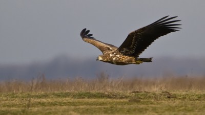 Haliaeetus albicilla4