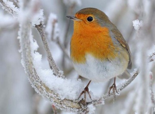 Robin-perched-zzzzzzzzz