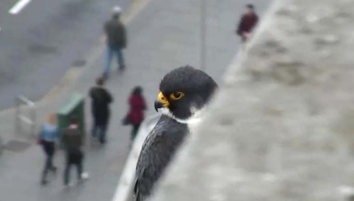 the urban peregrine zzzzzzzzzzzzzzzzzzz