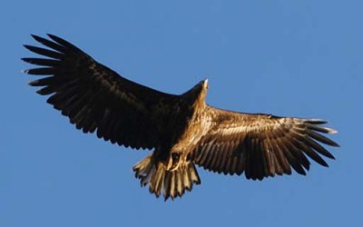 White-tailed%20Eagle flying zzzzzzzzzzzzzzz