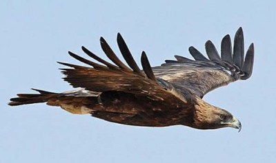 zoaring_golden_eagle zzzzzzzzz