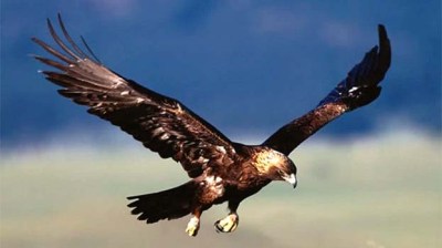 zzzzzzzzz -goldeneagles ad