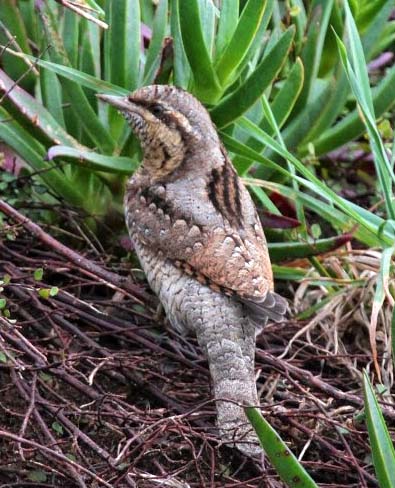 Blog Wryneck St Marys xxxxxxxxx
